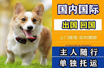 惠州宠物托运公司惠州宠物托运公司惠州宠物托运公司